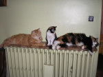 Mes Amours de chats -