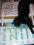 daffy adore le puzzle !!!!!!!!! -