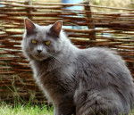 Chartreux croisé norvegien ( je crois ) -