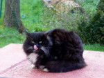 C.N.P.B. (Chat Noir a Pattes Blanches) -