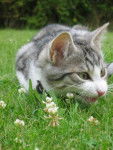 Chat de goutiere/Chouchou/ -