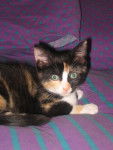 Nougatine chaton -