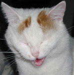 Garfield mort de rire -