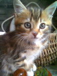 Eden europen tabby -