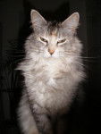 tzara 5ans (maman maine coon papa chat européen) -