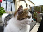 pure chatte de gouttière- Princess Pwo -