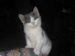 chat de gouttiere-gribouille -
