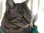 chat de gouttiere - tigrette -