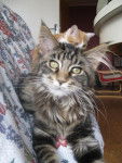 main coon -