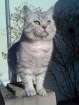 BRITISH SHORTHAIR 'BUENO' -