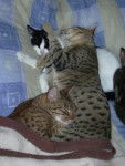 Amenophis rois soleil, Dream Tigers Syla ( Ocicat) Fripouille ( chat de maison) -