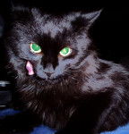 Chat domestique à poils longs Lestat -