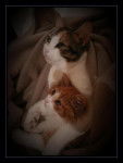 Noisette et Aslan -