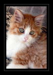 Aslan chaton recueilli dans la rue -