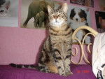 minou chat de gouttiere -