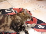 minou chat de gouttiere -