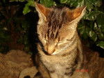 minou chat de gouttiere -
