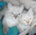 Leo et Max 07.09.08, balinais traditionnels -