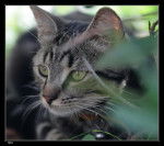 Charlotte, ma tigresse -