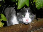 Chat de ferme -