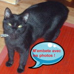 PICACHOU angora 1 an -