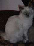 Ma birmanette Snowette -