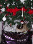 Mon birmanou Total -