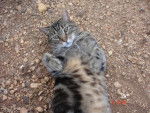 Minou chat de gouttiere -