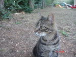 Minou chat de gouttiere -