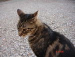 Minou chat de gouttiere -