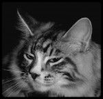 maines coon Destiny -