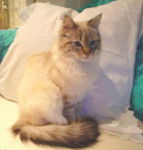 MAX, balinais traditionnel -