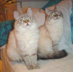 LEO, MAX, balinais traditionnels -