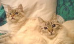 Leo et Max, 7 mois, balinais traditionnels - (7 mois)