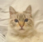 Leo, balinais traditionnel -