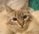 Max, balinais traditionnel -