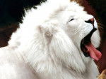 lIOn BlAnC -