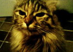 croisée maine coon Jack -