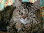 croisée maine coon Jack -