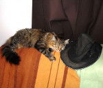 Jack - croisée maine coon -