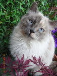 birman croisé - Snowette -