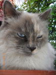 birman croisé - Snowette -