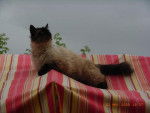 Croisé birman - Total -