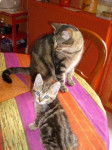mowgli et lilou -