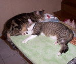 2008_05_07 Balou et Poopsy sieste 001.jpg -