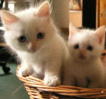 je donne 2 chatons -