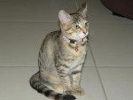 chat de gouttiere : Enza -