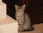 Enza (3mois) -