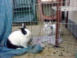 Lapin, Comanche -