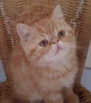 Exotic shorthair, Easydoor de Catsaanders -